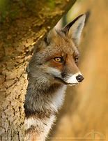 Image result for Fox Head Profile