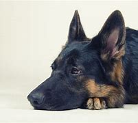 Image result for Sad German Shepherd