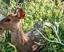 Image result for Garten Animals