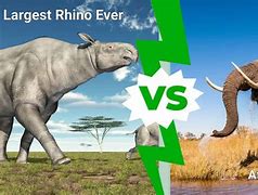 Image result for Anaconda versus Rhino