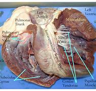 Image result for Pig Heart Labeled