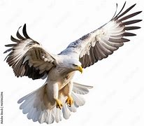 Image result for Eagle Flying Top View