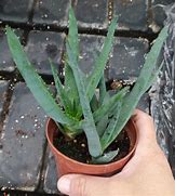 Image result for Aloe Castanea