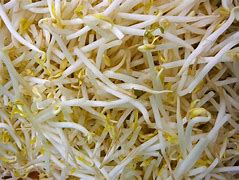 Image result for Grow Mung Bean Sprouts at Home