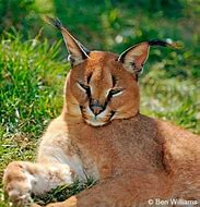 Image result for Wild Cat Pictures