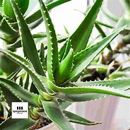 Image result for Kinds of Aloe Vera Plants