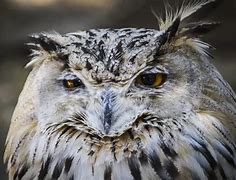 Image result for Sad Wet Owl