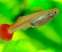 Image result for Orange Cobra Guppy