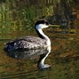 Image result for Small Grebe