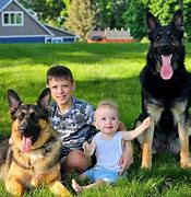 Image result for German Shepherd K9 Unit