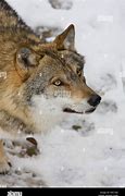 Image result for Hunder Wolf