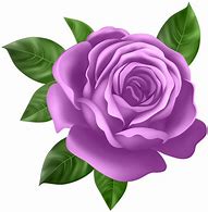 Image result for Purple Rose Variety