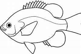 Image result for African Fish with Whisker