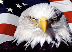 Image result for Bald Eagle American Flag Clip Art