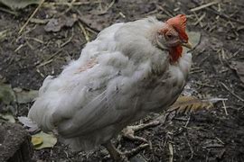 Image result for Chicken Diseases Symptoms