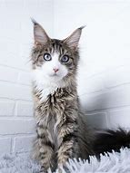 Image result for Blue Eyed Maine Coon