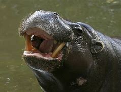 Image result for Hippo Big Teeth