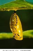 Image result for Pupa Chrysalis Cocoon Fail