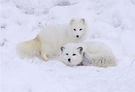 Image result for Tundra Biome Arctic Fox