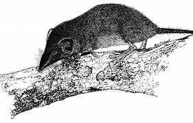 Image result for Shrew Drawing