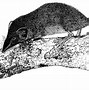 Image result for Shrew Drawing