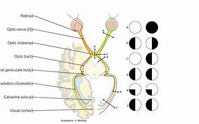 Image result for Cranial Nerves Number Diagram