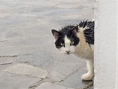 Image result for Cat Rain Quote