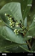 Image result for New Zealand Laurel