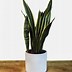 Image result for Dracena Multi