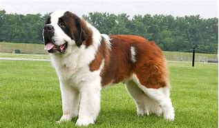 Image result for Giant St. Bernard Dogs