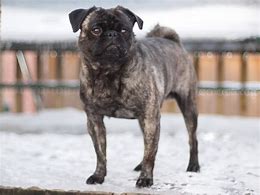 Image result for Pug Puppies Brindle