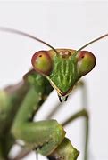 Image result for Skittish Mantis