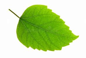 Image result for Hibiscus Leaf