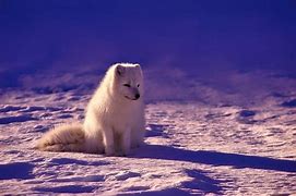 Image result for Tundra Biome Arctic Fox