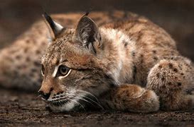 Image result for A Lynx Cat