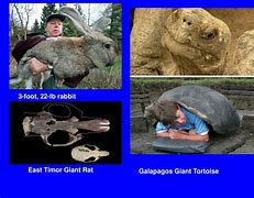 Image result for Insular Gigantism