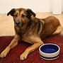 Image result for German Shepherd Mix with Labrador