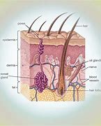 Image result for Bone Cells in Pores