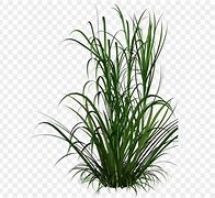 Image result for Free Beach Grass Clip Art