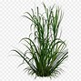 Image result for Free Beach Grass Clip Art