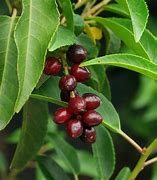 Image result for New Zealand Laurel