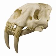 Image result for Sabertooth Skull Fursona