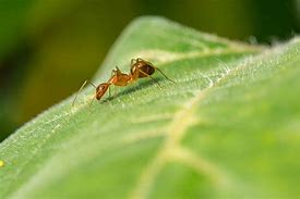 Image result for Largest Ant in the World