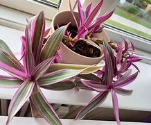 Image result for Wedding Spider-Plant