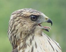 Image result for Buteo Platypterus