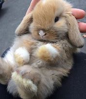 Image result for Cute Baby Bunnies Holland Lop