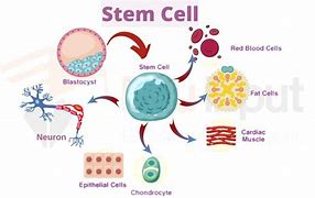 Image result for Embryonic Induction