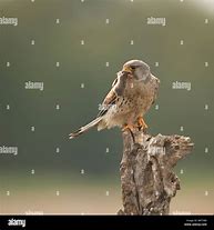 Image result for Kestrel in Tree Top