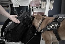 Image result for Explosive Detection Dog Cool Picture