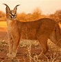 Image result for Caracal and Serval